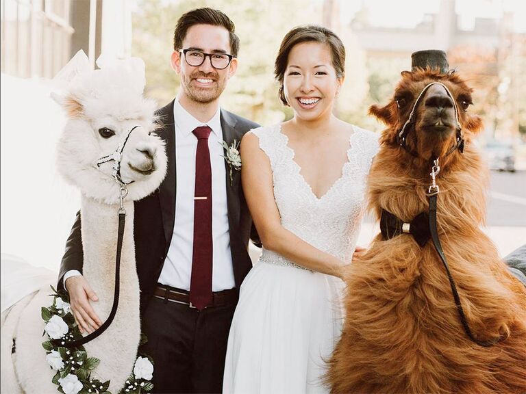 You Can Now Rent Wedding Llamas and Alpacas