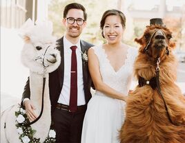 Wedding llamas