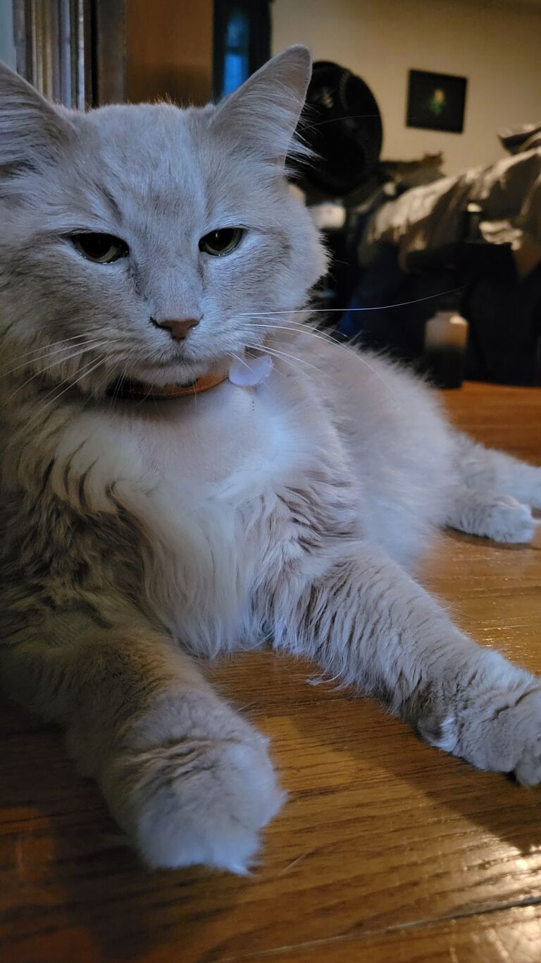 We bonded as Aslan used up 8 of his lives but made it through. You do a lot of talking while waiting outside an emergency vet at 1 am!