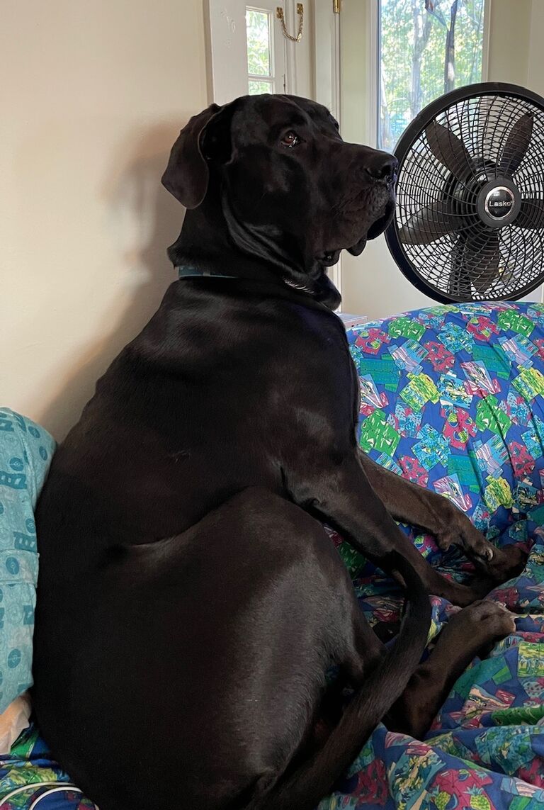 He's thinking 'If I sit still, maybe they'll think I am a stuffed animal too'