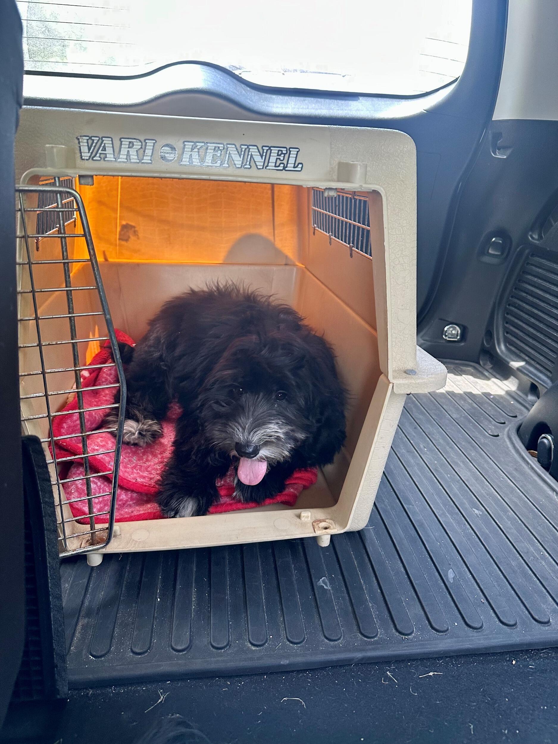 It was my turn to surprise Reece with a dog. While Reece was at a bachelor party I rescued the newest member of our family, Kiwi!
