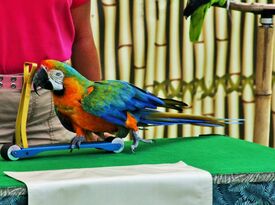 Wildlife Wendy's Tropical Birds - Animal For A Party - Santa Clarita, CA - Hero Gallery 1