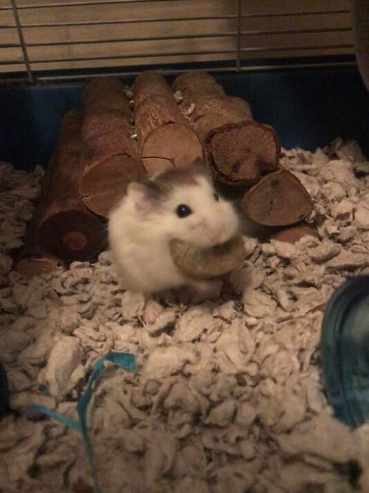 First pet together. Oliver the Roborovski dwarf hamster.