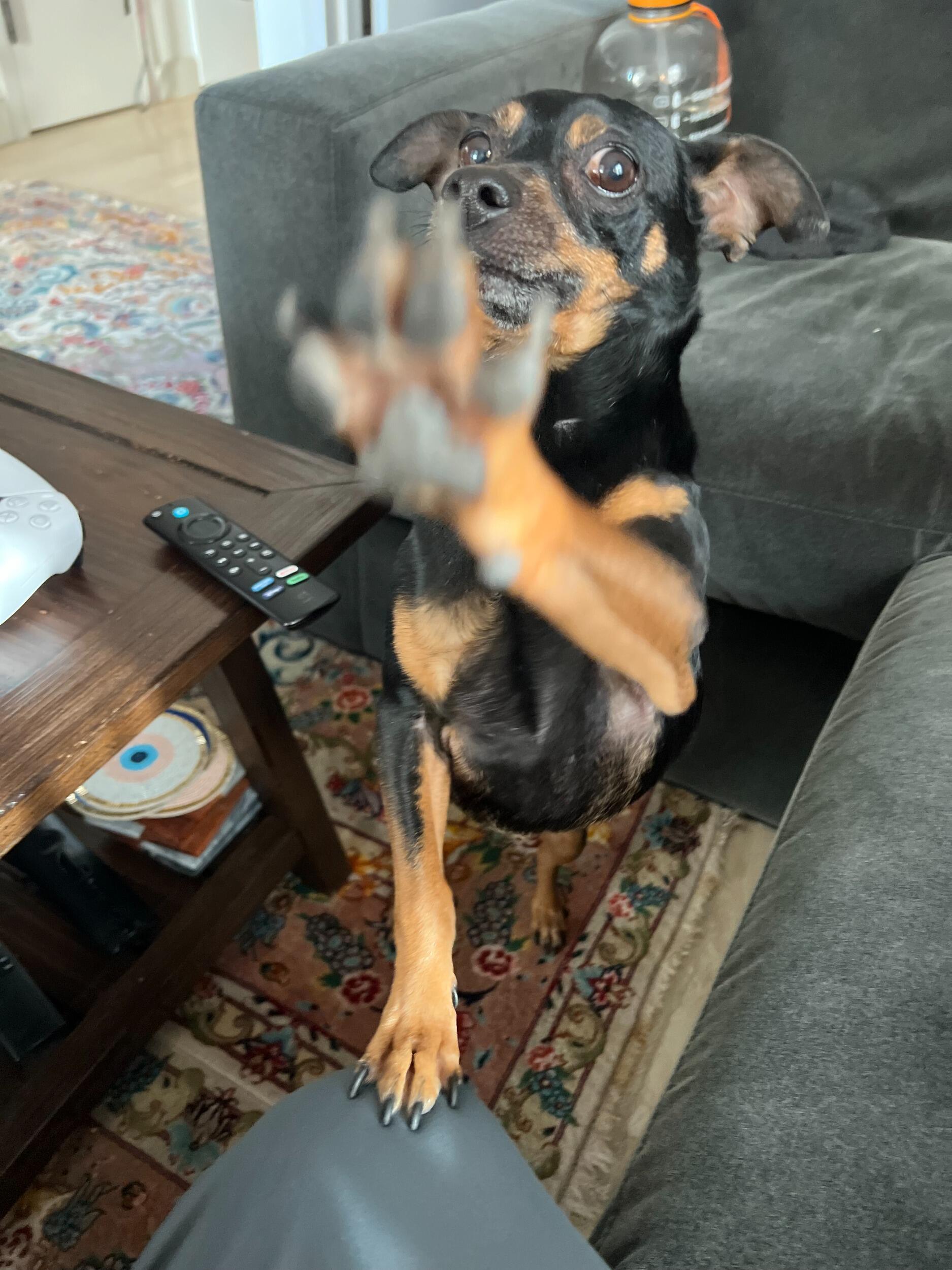 Romeo joined the family!