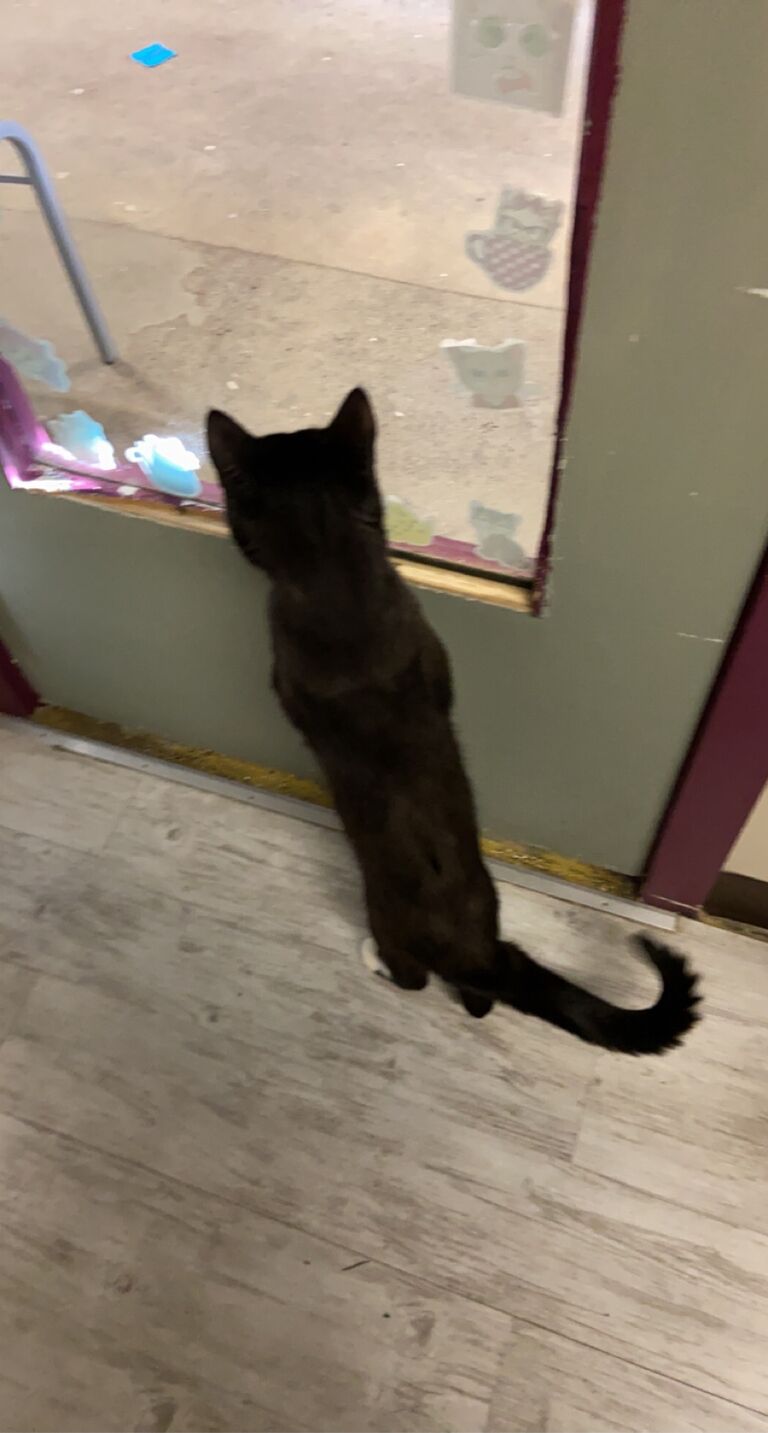 Day we got our cat Gelato
