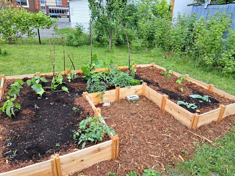 Garden progress