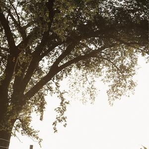 Gallery Photo 29