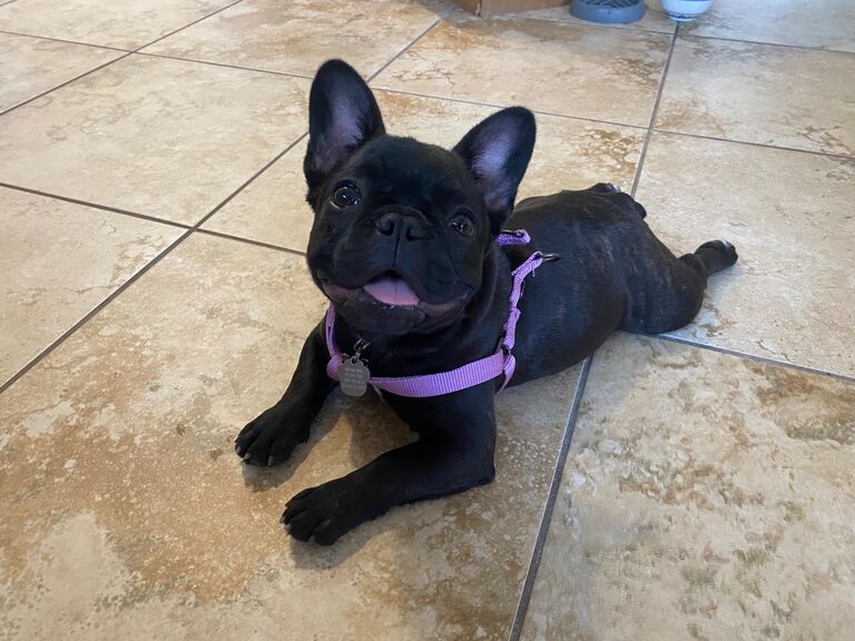 Olive joins the family!