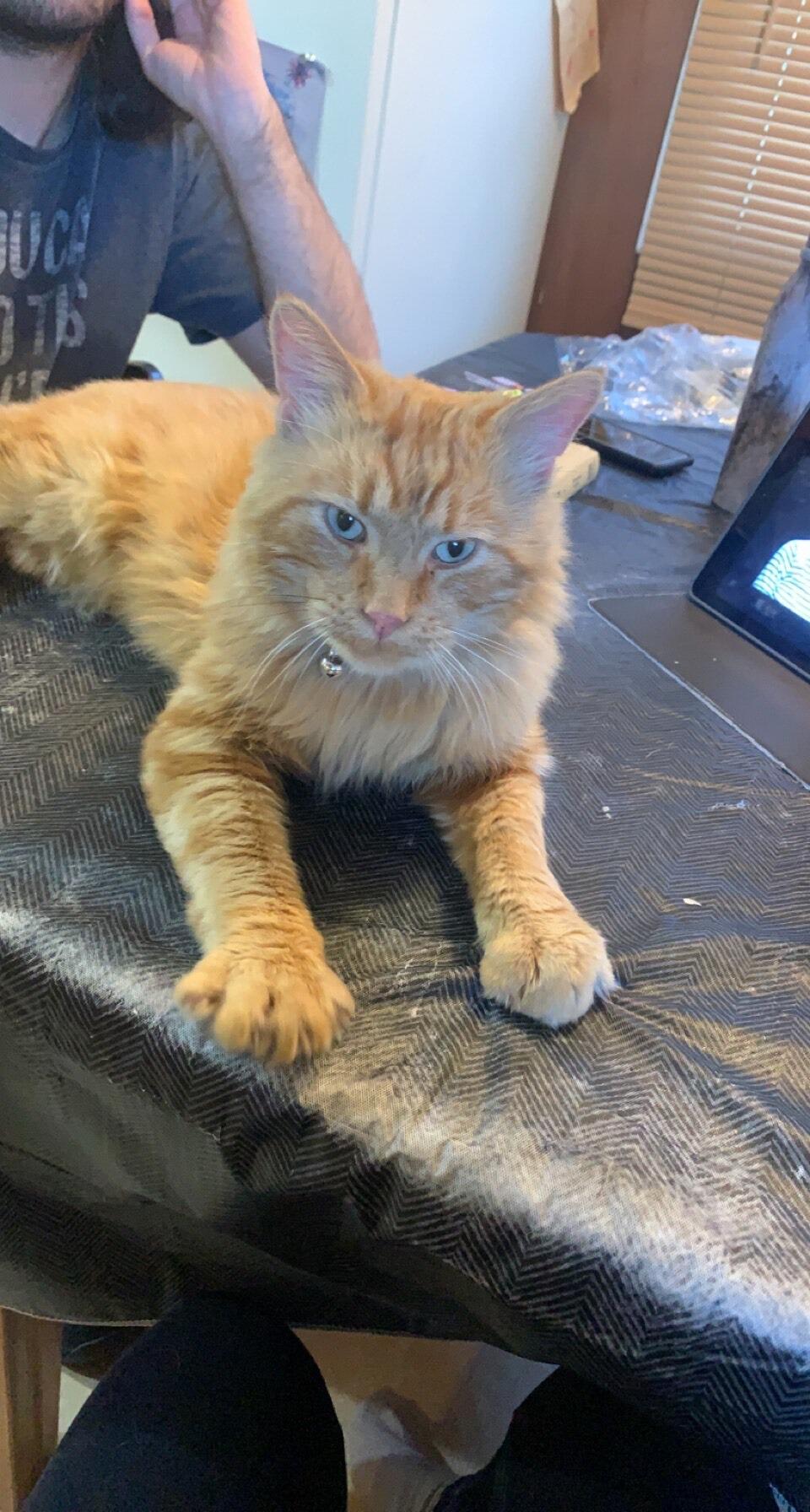 Soon enough, we expanded our family and welcomed Stray into our home