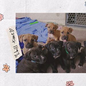 Gallery Photo 158