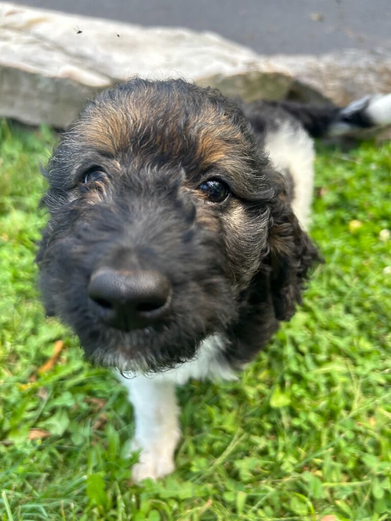 The beginning of the Blake family! The addition of the prettiest Bernedoodle name Maple :)
