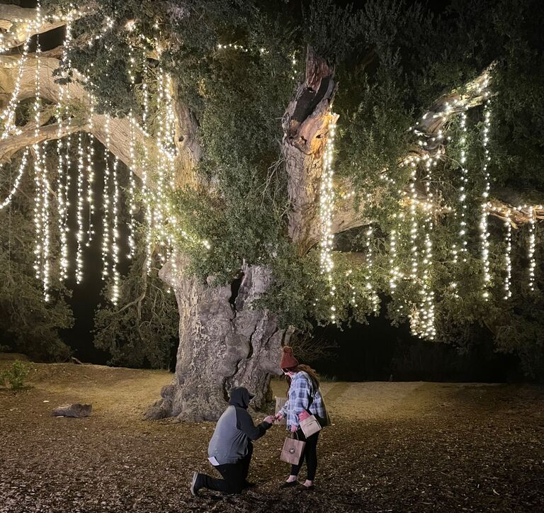 Nick proposed at the 1,000 year old oak tree while at 123 farms