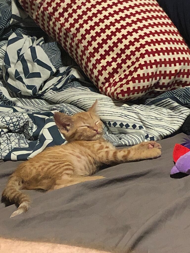 Adopted our first fur baby Pepper 