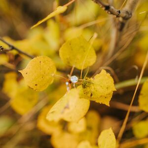Gallery Photo 65