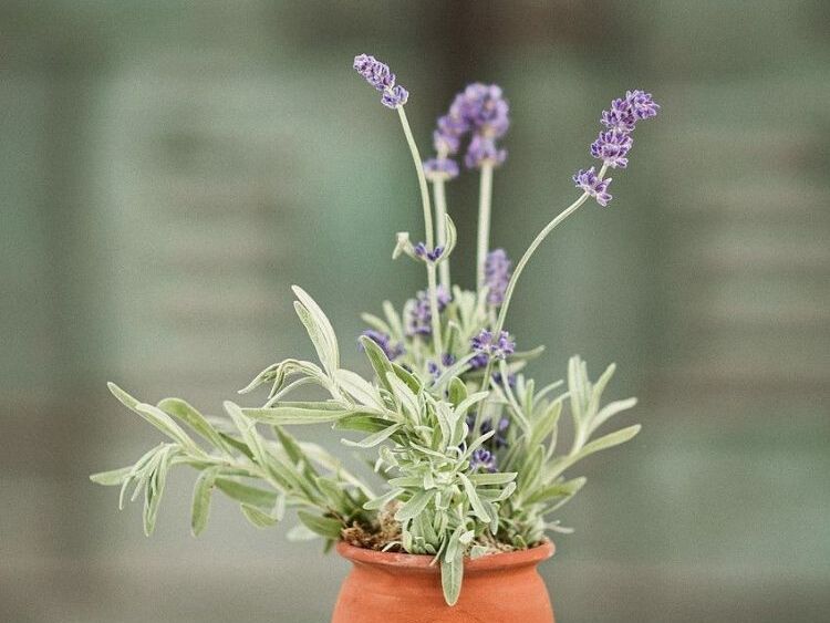 A clay vase with lavender flowers