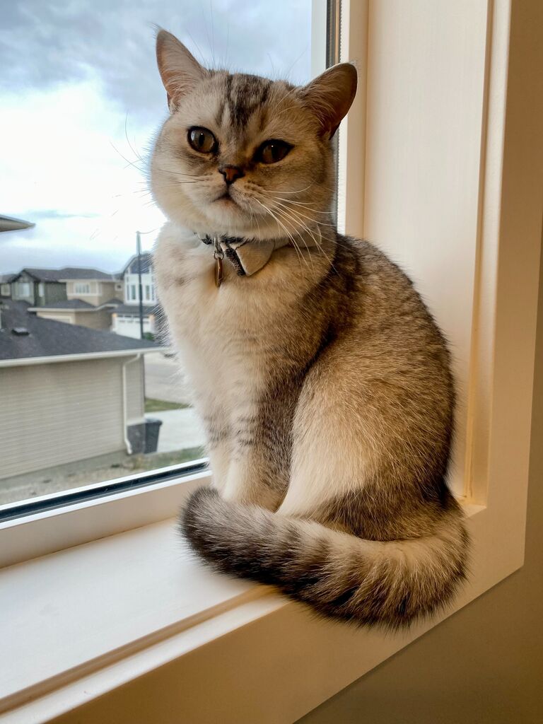 Also...we have a cat now. His name is Finnigan. He's a British shorthair. And we love him. 