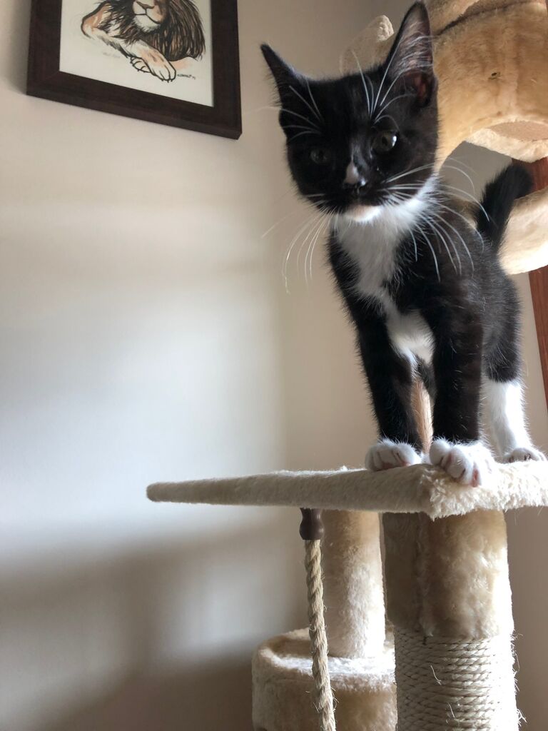 Fur Child #3