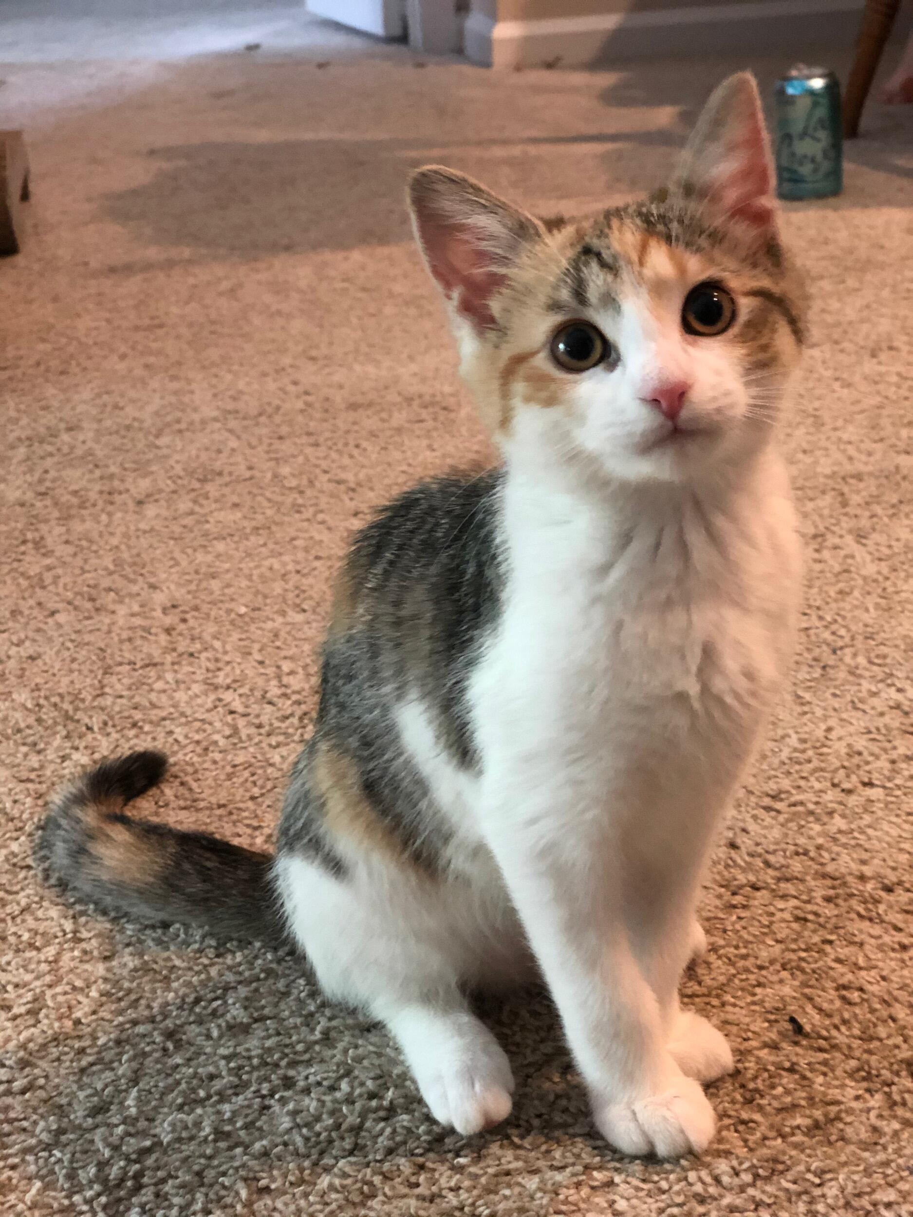 We adopt Stella!