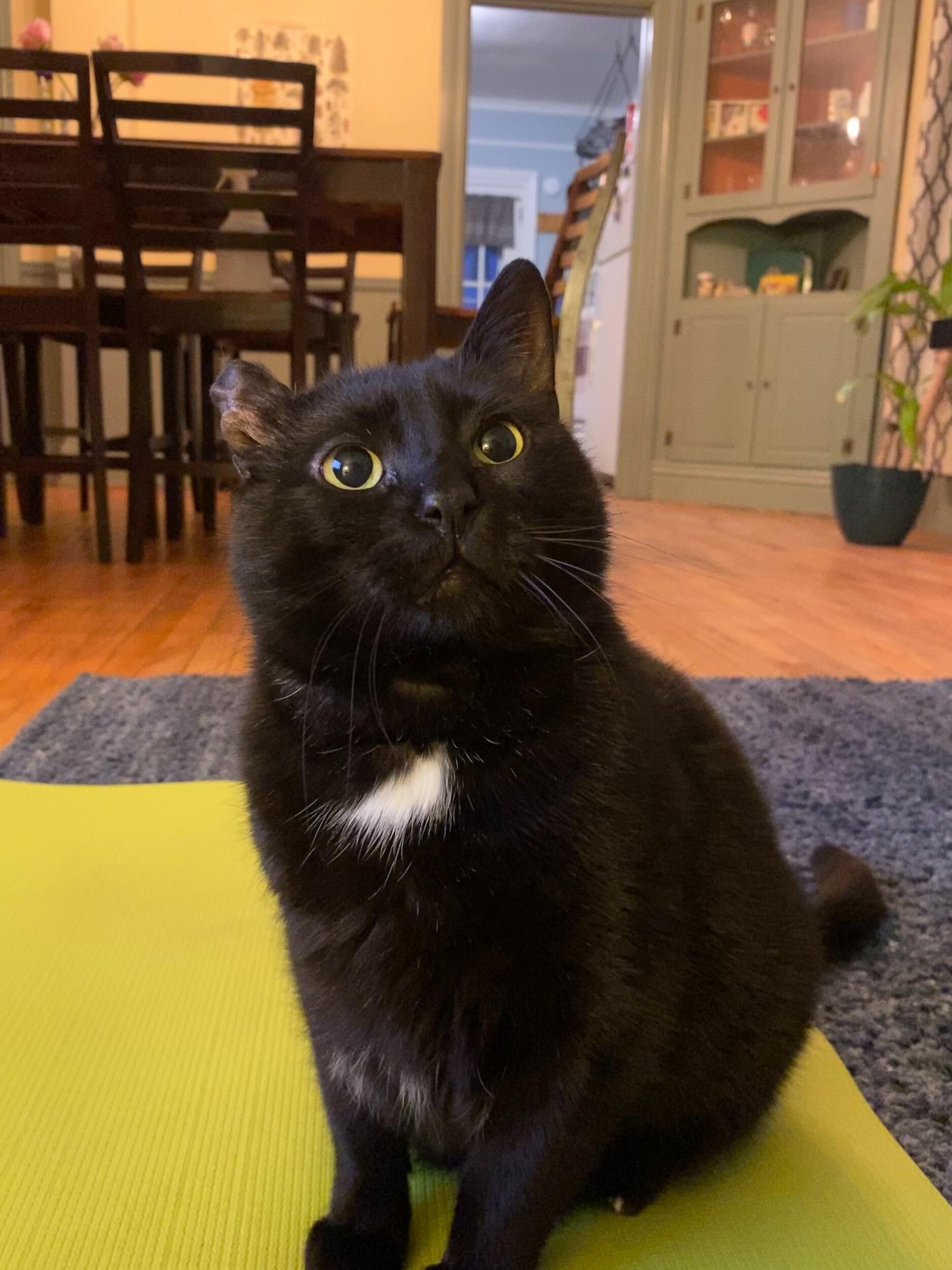 Sylvester joins the family! We got him with a 10-day return policy just in case
