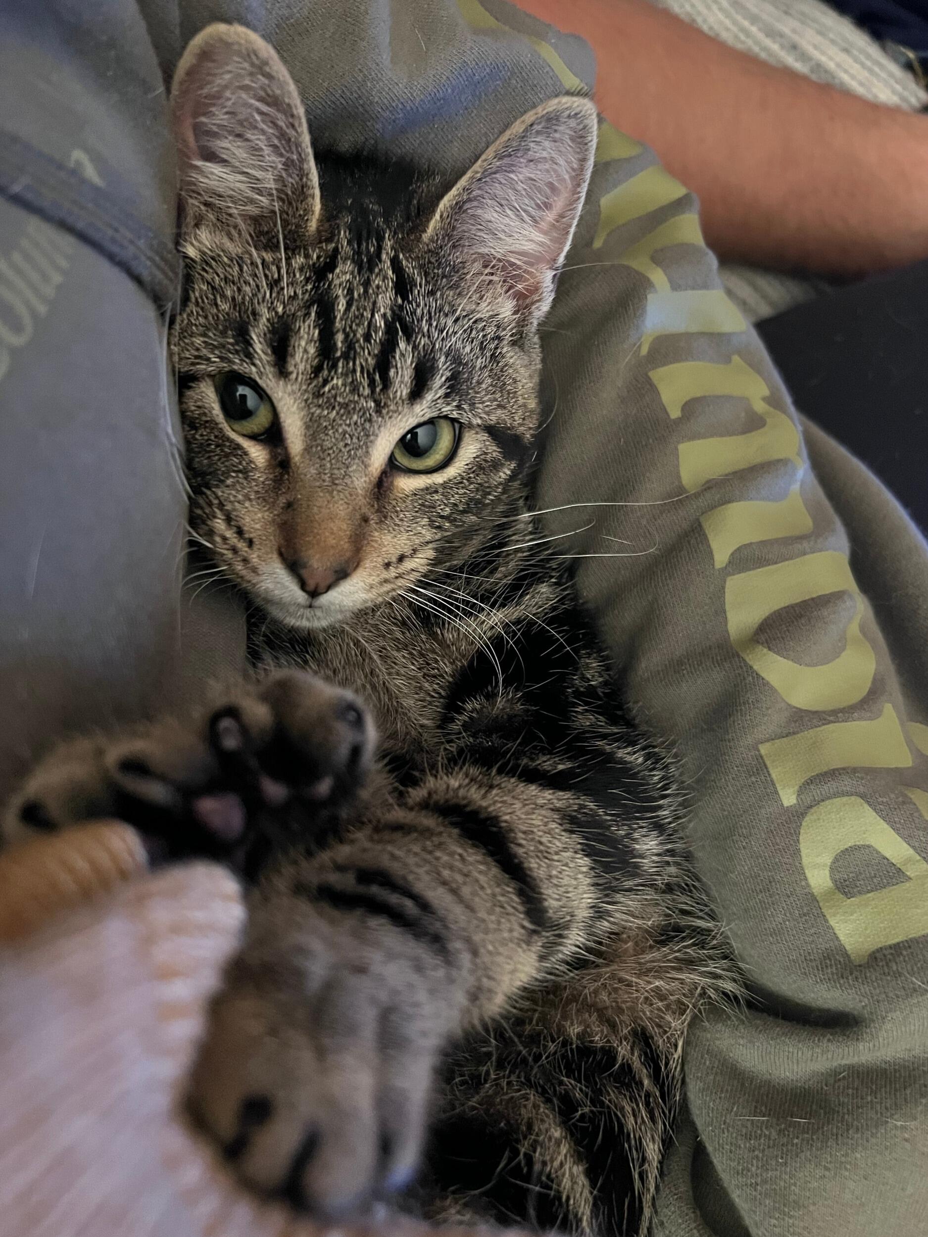 Summer of 2023 our family grew just a "tiny" bit bigger! Meet Tiny, our 6-thumbed polydactyl boy! He has three thumbs on each paw and is the snuggliest, most curious and observant boy. We love him to pieces and so do his brothers!