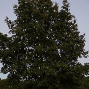 Gallery Photo 10