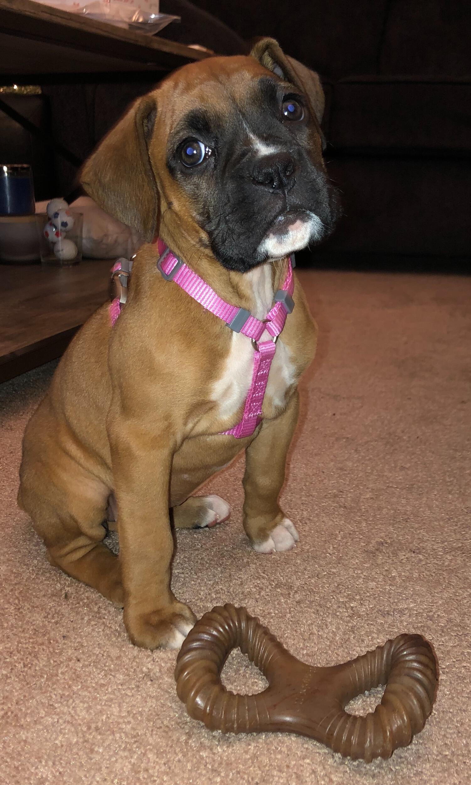 Rebecca and Corey's family became three when they made the decision to take the trip to New York to pick up a little boxer puppy. On the ride home they decided upon the name Maddie. Little did they know, Maddie would be instrumental in building a bond between Rebecca and Corey that would be unbreakable.