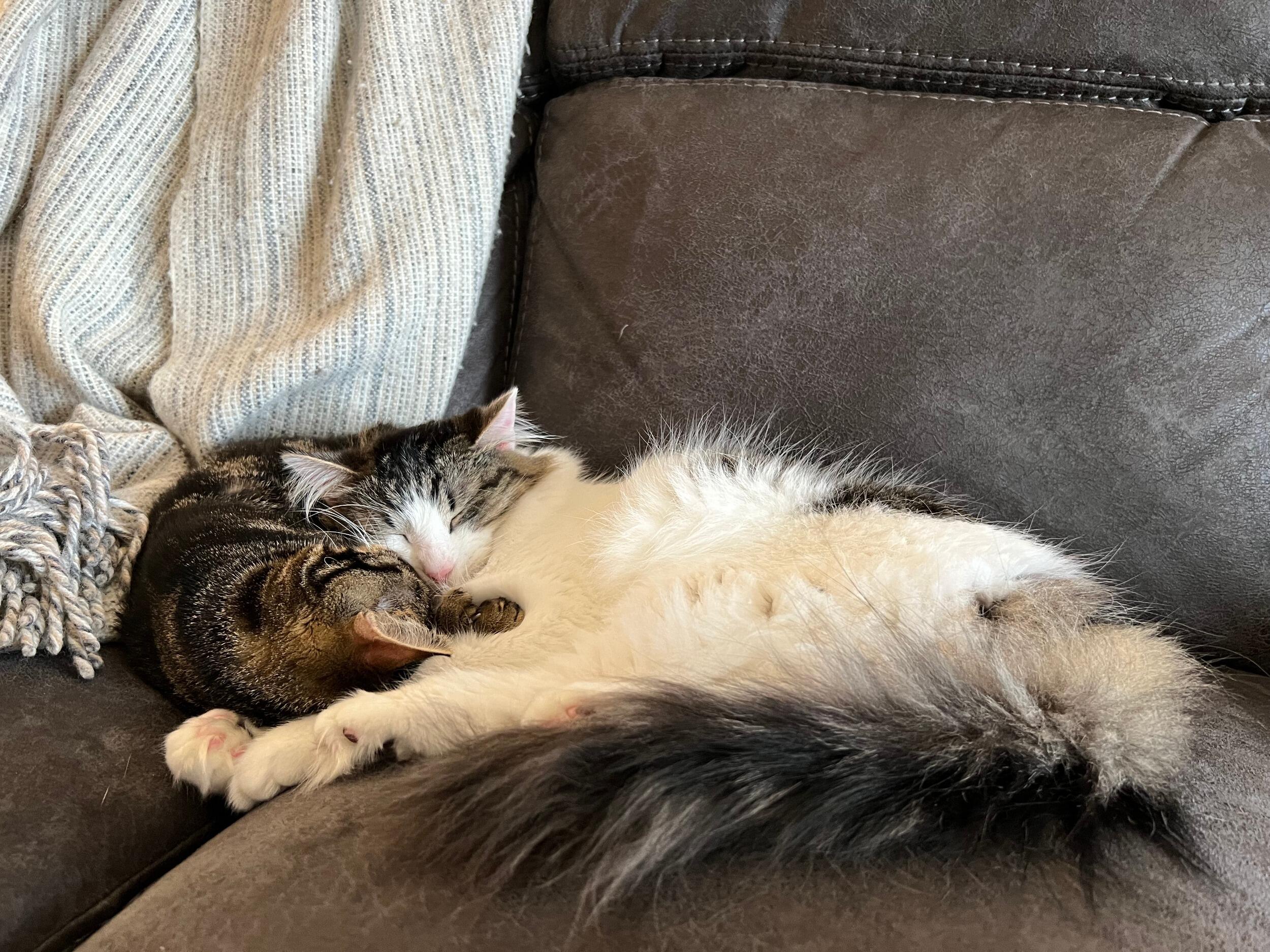 Winter of 2023 has come again and we are snuggled in on our cold winters nights - it's not often you find these two separated. It's as though every time I turn around they're intertwined again.