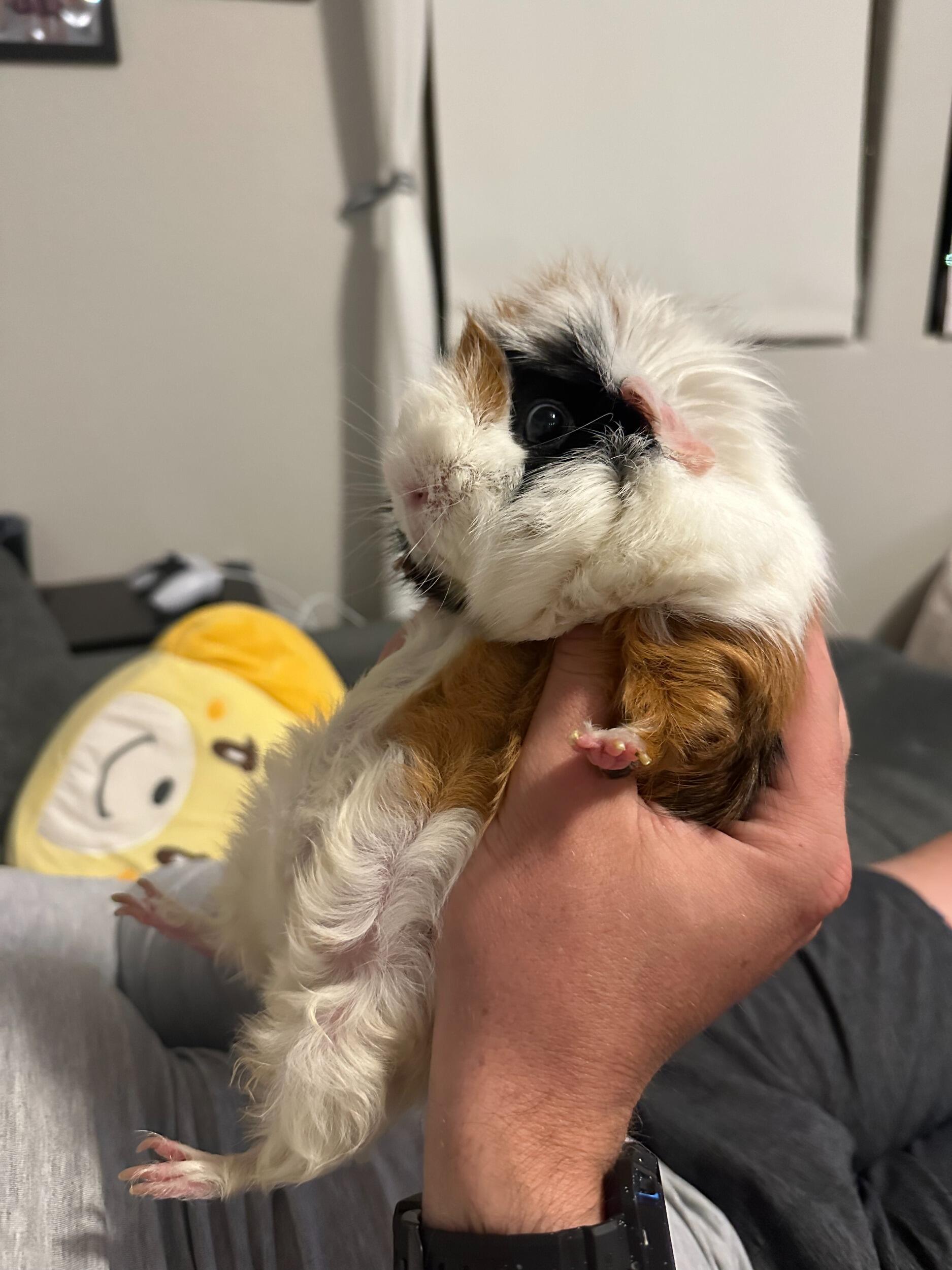 Hunter & Katie become guinea pig parents!