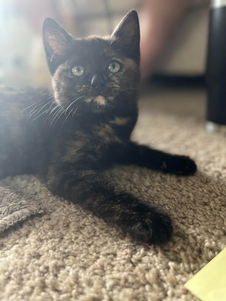 With everything in their lives relatively stable, James and Mia felt like they were ready to open their home and complete their family. On May 12, 2022, Nutmeg came home and filled their home with life, laughter, and LOTS of meows