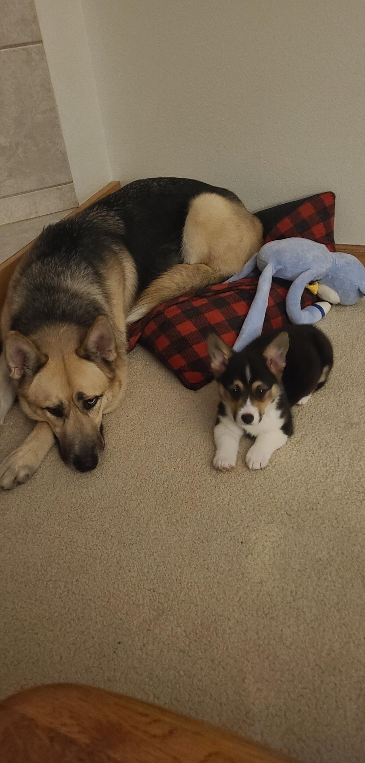 Teia-Our First Puppy Together