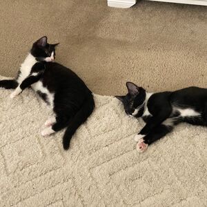 Gallery Photo 27