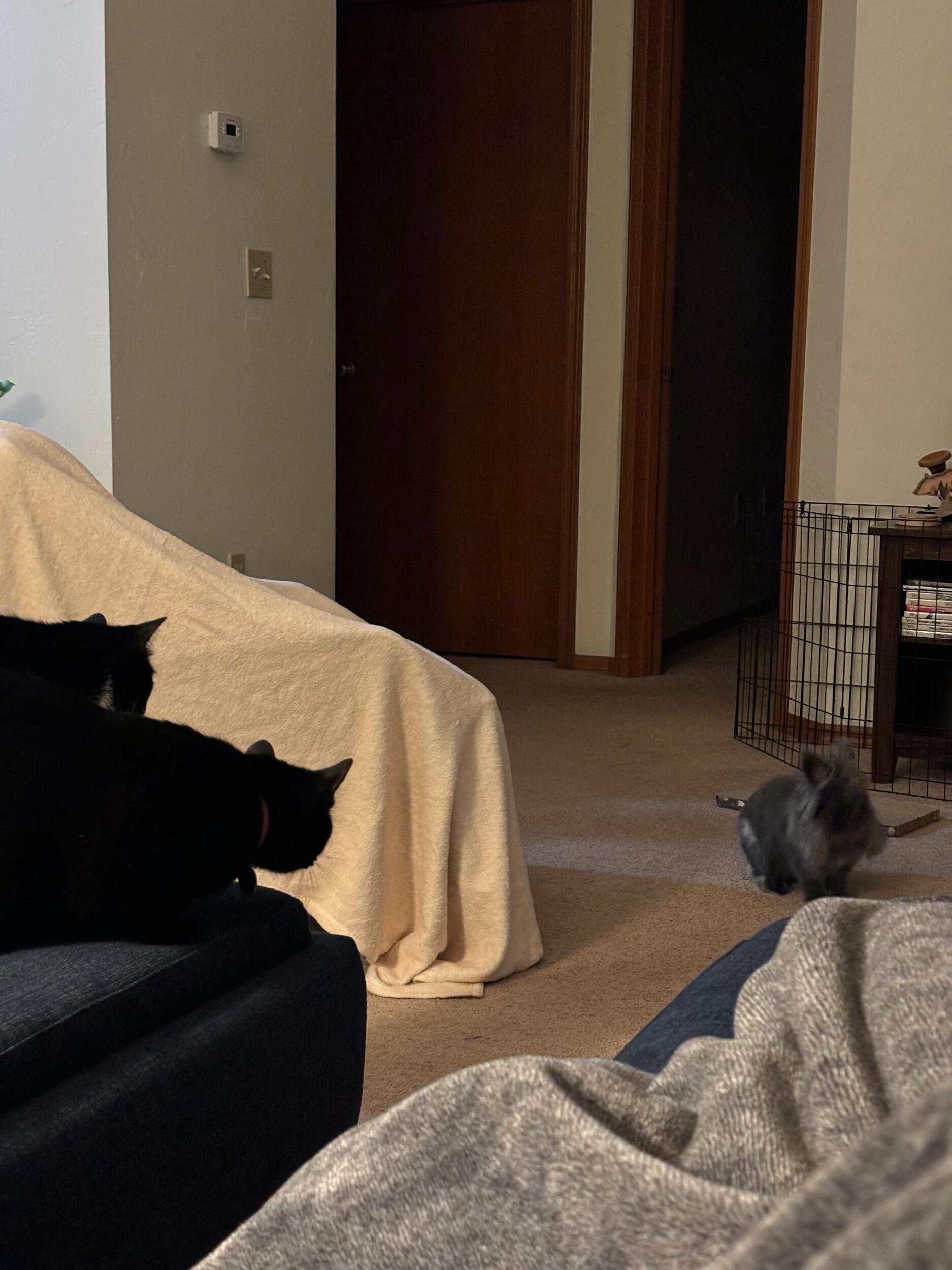 Milly, Artemis, and Apollo met for the first time