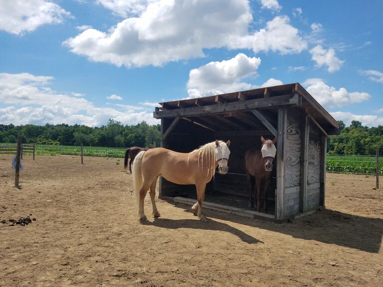 All the horses are moved into their new home