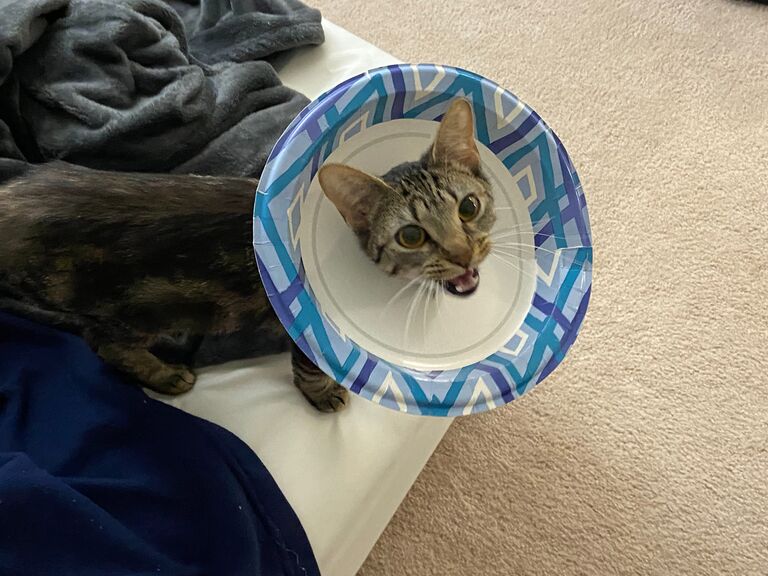 Welcomed Kaffi to our home! She barely had fur on her little rat tail and was covered in itchy flea bites, hence the paper plate cone. Even in this photo you can see how vocal she is when she's indignant.