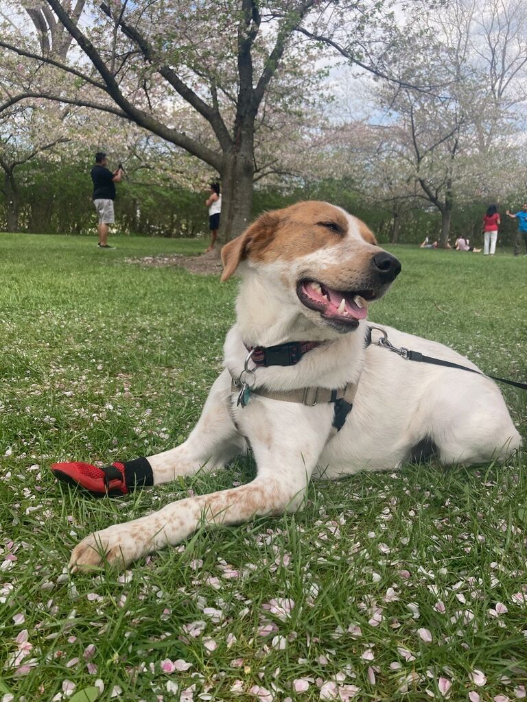 Adopted Snoopy :)