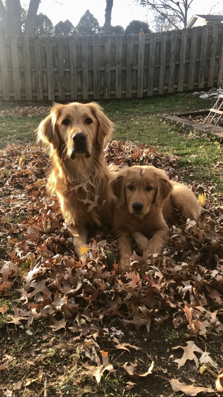 Huck's Gotcha Day! 