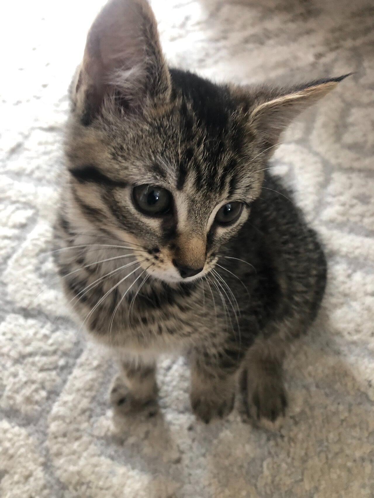 ...to adopting our cat Dahlia...