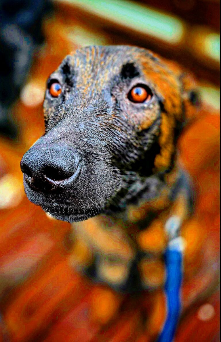 ▪︎Bane Cypress Brooklyn▪︎
-in honor of my Pop Pop
[buried on Cypress Hill, in Brooklyn NY]

🐕‍🦺Foster Fail & Newest Challange🐕‍🦺