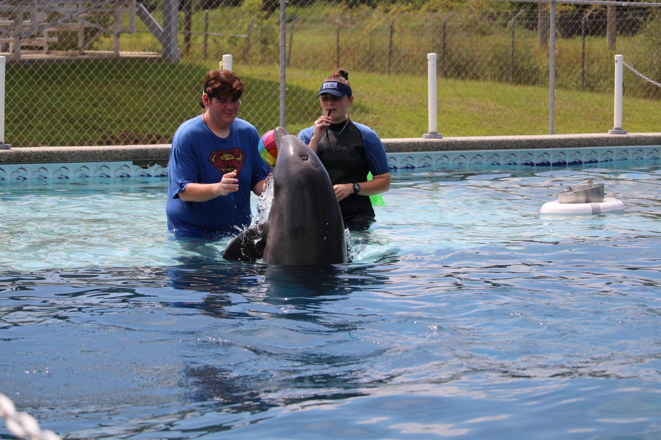 Dolphin Swim