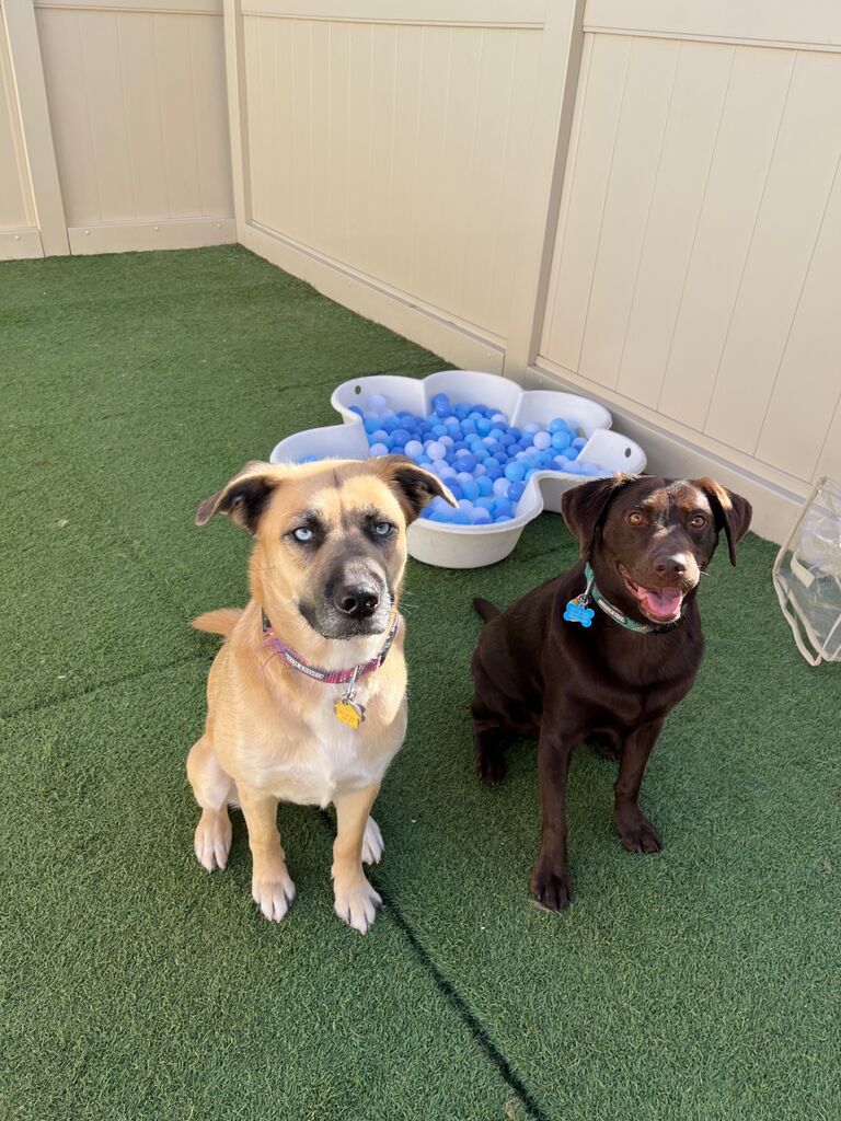 Maui and Ella at their first Daycare