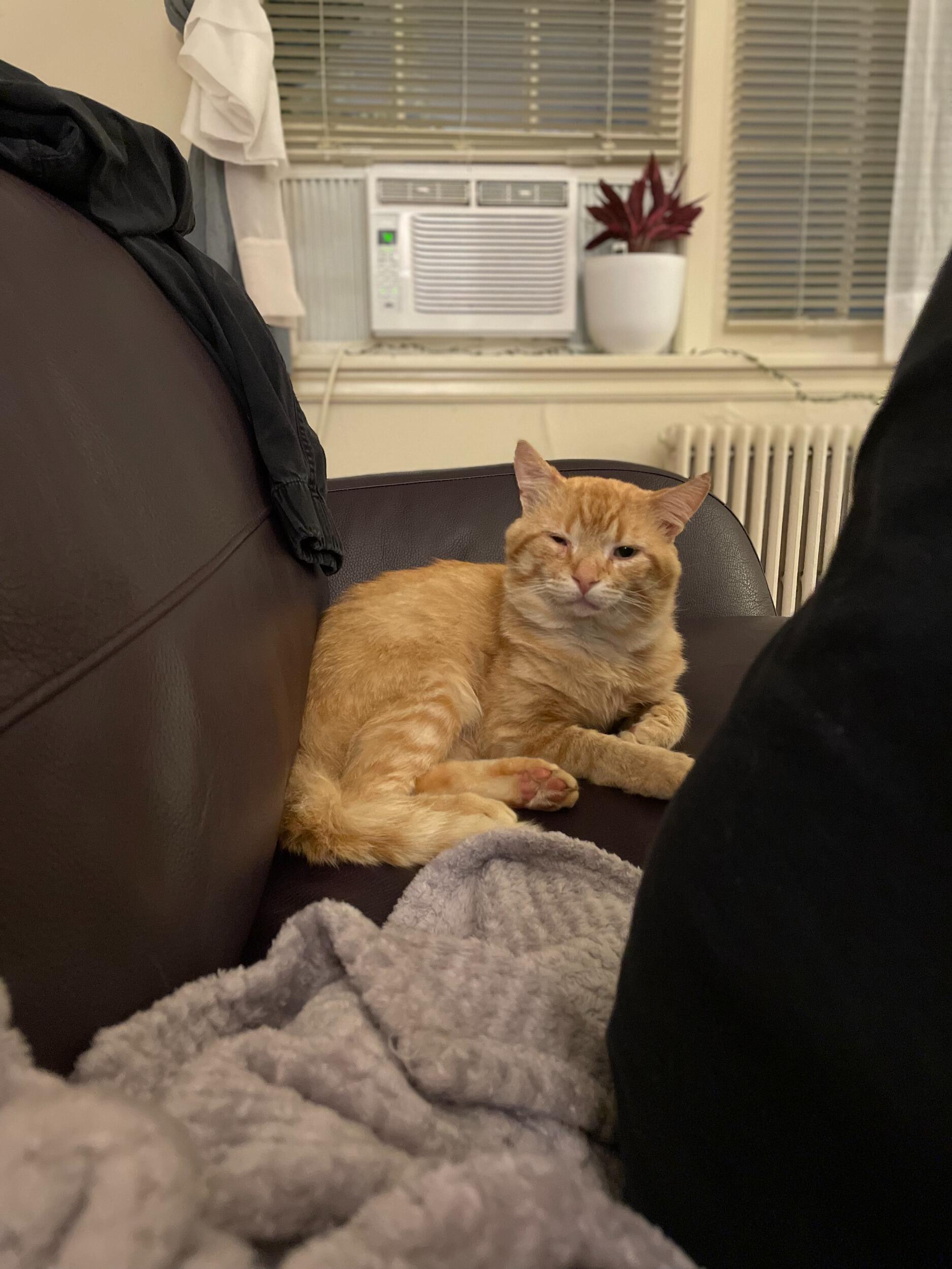 ...only a few days after taking Finnegan home, we learned that he was very sick. We had to make the decision to put him down...