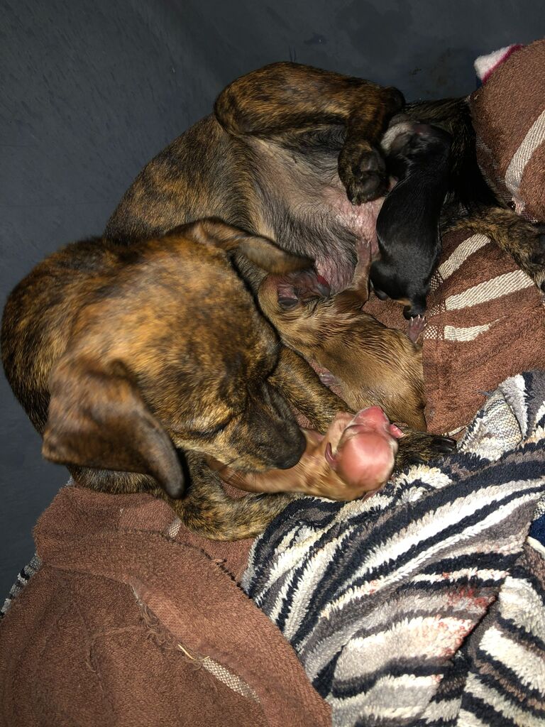 Cheddar has her puppies!!!! One big happy family!!