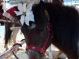 Pony Pals Party Ponies - Pony Rides - Ashland City, TN - Hero Gallery 3