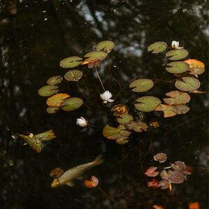 Gallery Photo 31