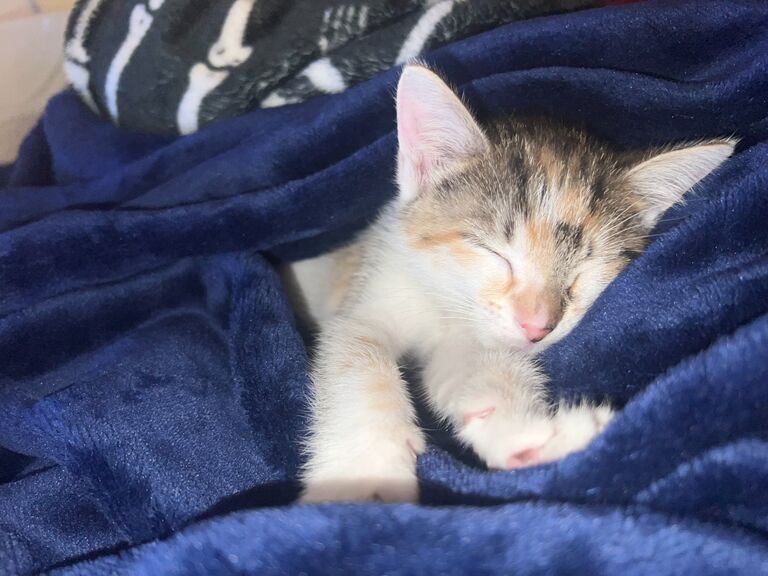 We got another kitten. Her name is Butter.