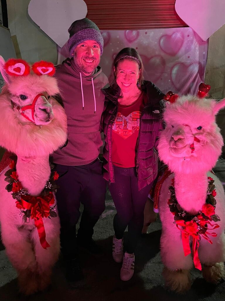Alpacas at the Portland night market