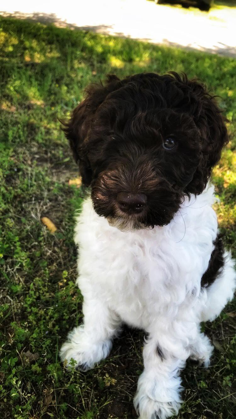 Adopted our first baby, Mochi! She still keeps us on our toes and is the love of our lives. I can't wait to have her in our special day.