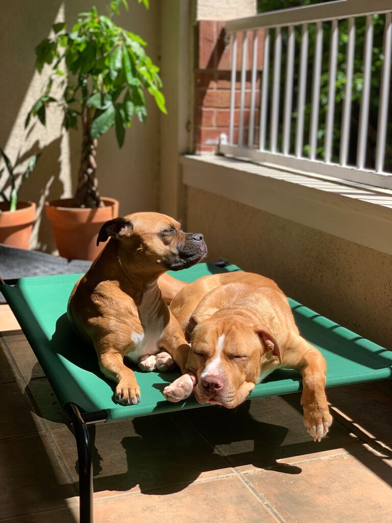 After making it back safely, Sarah begged Austin to foster Ringo Dog! Frances loved having a sleeping buddy.