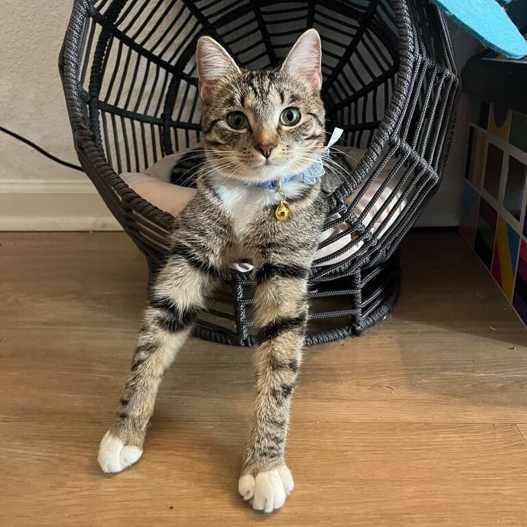 Kiara is the rambunctious kid of the bunch, Jay found her in a field abandoned at 3 weeks old, she may be chaotic but loves cuddling with mom