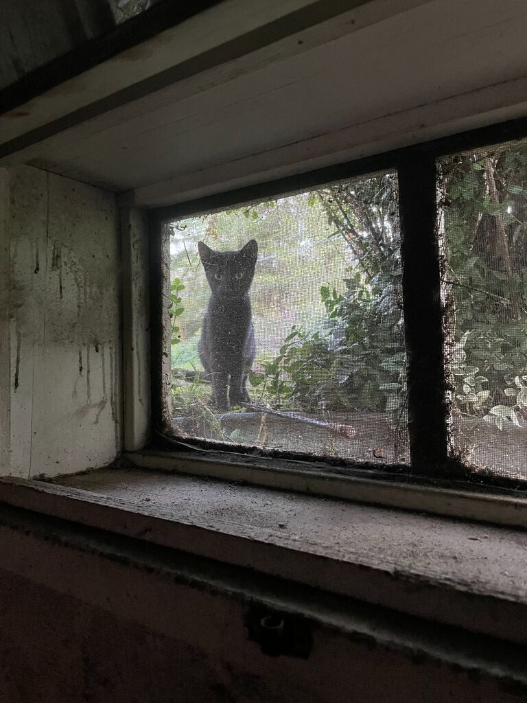 Liz and Lyle moved back home and started looking at potential homes. One house was ran by kittens!